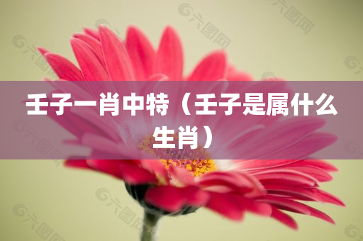 壬子一肖中特（壬子是属什么生肖）